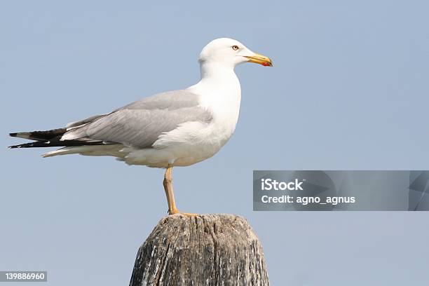 Photo libre de droit de Mouette banque d'images et plus d'images libres de droit de Faune sauvage - Faune sauvage, Horizontal, Italie