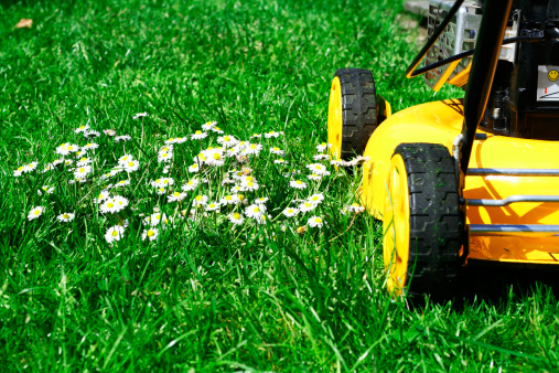 Lawn mower passing by a patch of daisies