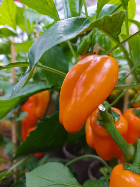 istock pepper plant with fruits 1398869977