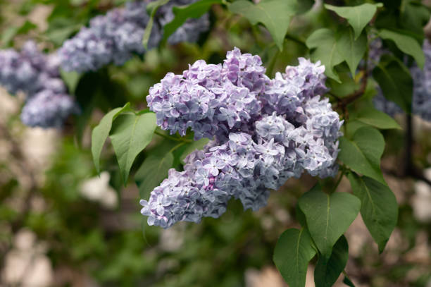blu lilla. foto macro. fiore in giardino. - chestnut close up close to macro foto e immagini stock
