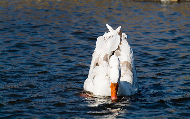 Cisne única - foto de stock