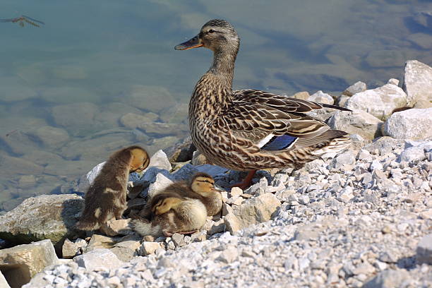 Pato mãe 3 Series - foto de acervo