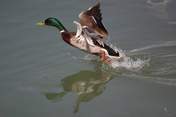 Pato serie antes de vuelo - foto de stock