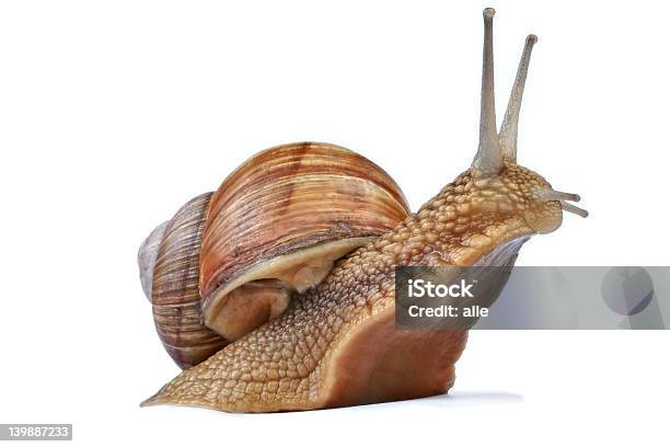 Snail Against White Stock Photo - Download Image Now - Animal, Animal Body Part, Animal Head