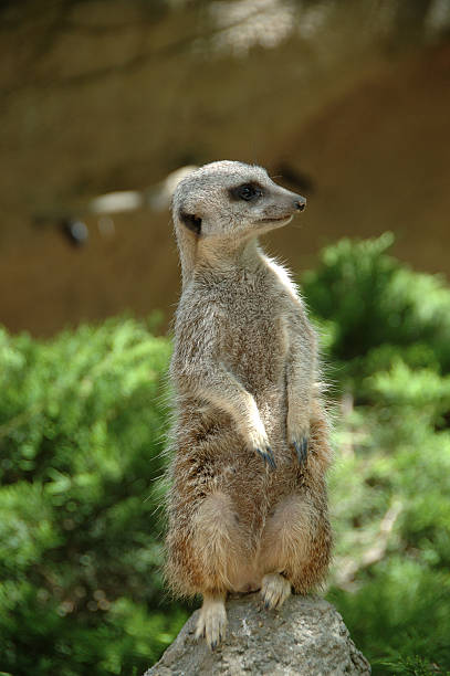 istock Meerkat on guard serie 002 139887262