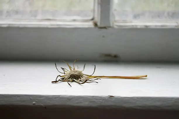 a dried up dandelion on a windowsill