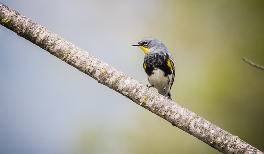 The yellow-rumped warbler (Setophaga coronata) is a regular North American bird species that can be commonly observed all across the continent. Its extensive distribution range connects both the Pacific and Atlantic coasts of the U.S. as well as Canada and Central America, with the population concentrating in the continent's northern parts during the breeding season and migrating southwards to southern North and Central America in Winter.
