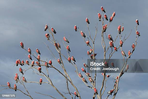 Rosa Pappagallo Albero - Fotografie stock e altre immagini di Australia - Australia, Canto di uccello, Galah