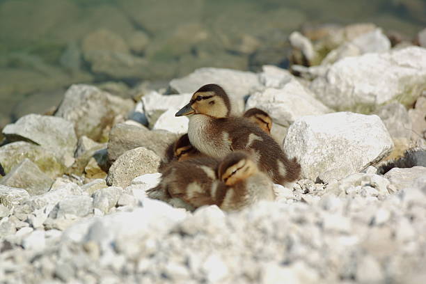 Pato-Ducklings série - foto de acervo