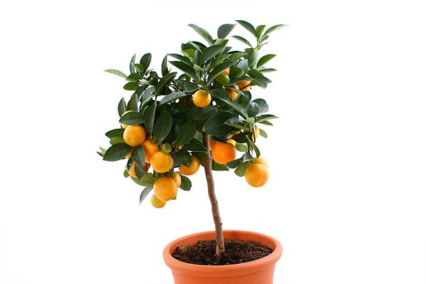 Orange Tree - Tengerines #2 stock photo