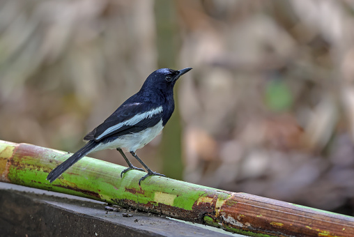 The Oriental magpie-robin is a small passerine bird.