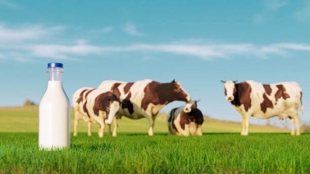 istock Cows on a field deliver fresh milk for consumers 1398875428