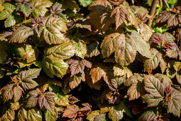istock Sycamore leaves on a sunny spring day 1398876071