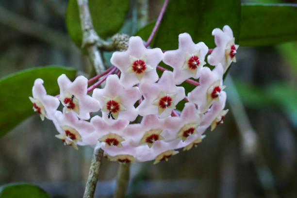 istock Wild Flowers, Tropical Sri Lanka 1398876156
