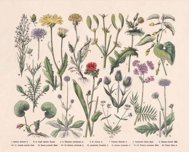 illustrazioni stock, clip art, cartoni animati e icone di tendenza di piante da fiore (angiospermae), incisione su legno colorata a mano, pubblicata nel 1887 - indian paintbrush