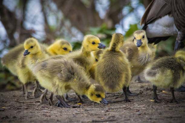 istock Canadian Goose Baby 1398876750