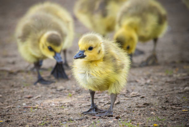 Family bonds are strong in Canada Geese—goslings stay with their parents for a full year, returning to the breeding grounds with them after their first winter. Migrating flocks in fall and spring thus consist of a number of families travelling together.