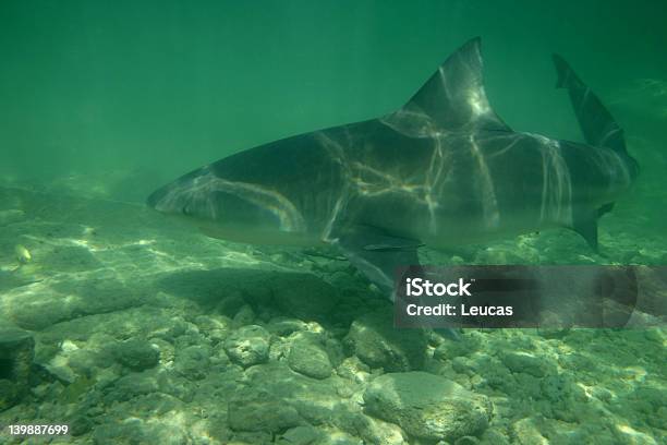 Byków Napotkać - zdjęcia stockowe i więcej obrazów Żarłacz tępogłowy - Żarłacz tępogłowy, Plaża, Rekin