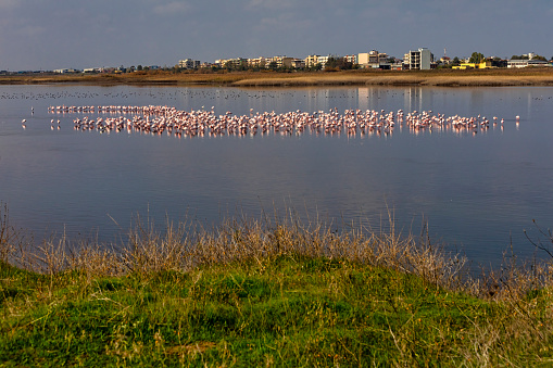 Group of pink flamingos and their reflections in lagoon Kalochori, Greece. Wildlife animal scene from nature