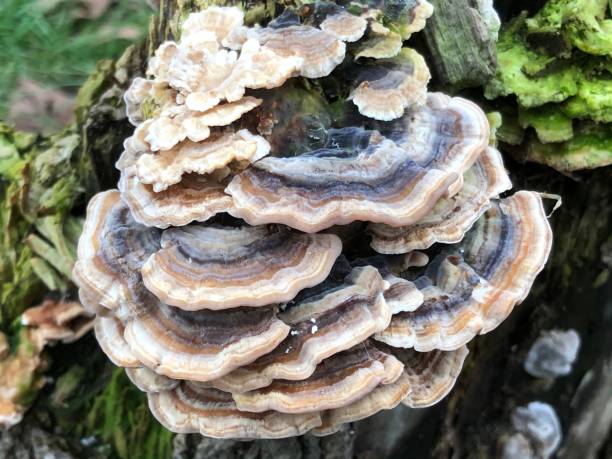 istock Turkey tail fungus on Large-leaved lime stump 1398877757