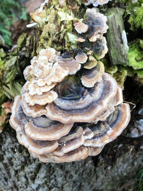 istock Turkey tail fungus on Large-leaved lime stump 1398877762