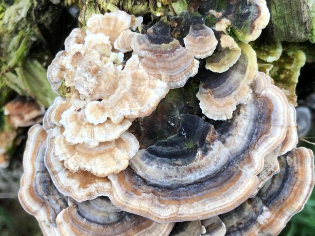 istock Turkey tail fungus on Large-leaved lime stump 1398877767