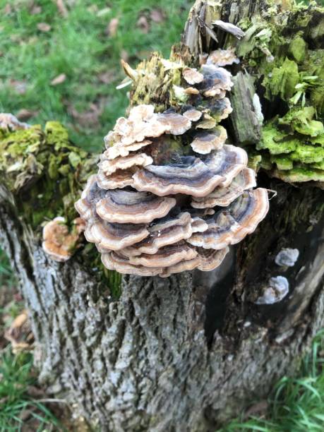 istock Turkey tail fungus on Large-leaved lime stump 1398877779