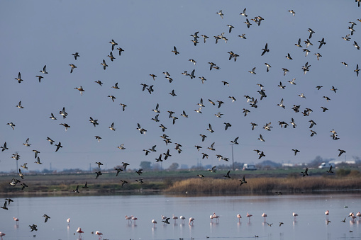 A large flock of birds from wild ducks flies in the sky in northern Greece