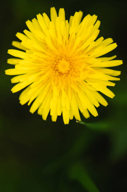 istock Yellow dandelion flowers on the green 1398878189