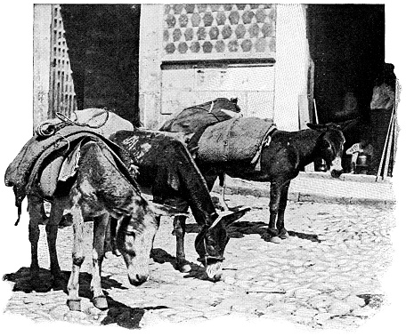 Riding donkeys hitched outside waiting on their riders at Guanajuato City in Guanajuato, Mexico. Vintage halftone etching circa 19th century.