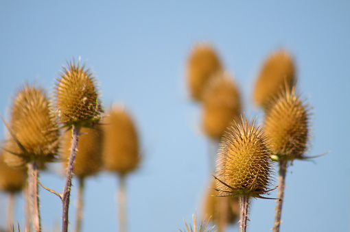 Close-up of brown wild teasel seeds with blue sky on background and selective focus on foreground