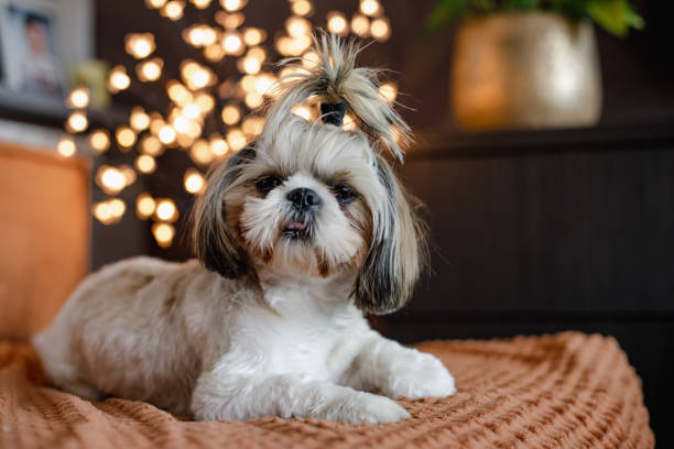 Shih Tzu Dog Portrait White and brown shih tzu with a pony tail shih tzu stock pictures, royalty-free photos & images