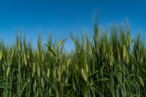 Wheat fields closeup. Photo for agricultural industry