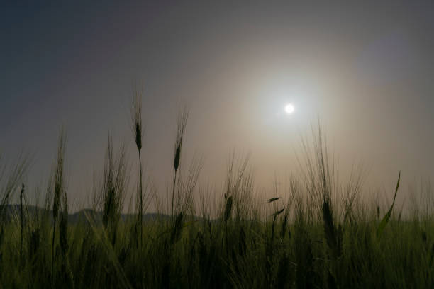 Background photo of wheat others in sunny weather. Taken with a full-frame camera in reverse light.