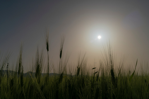 Field of the ripe wheat on the background of the sky with clouds at summer day