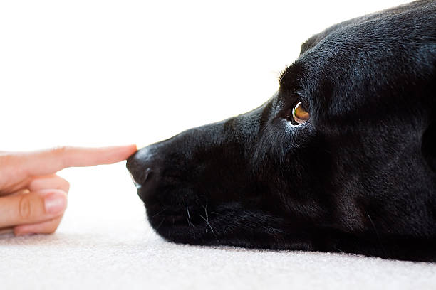 angolo di punta - dog black labrador retriever animal nose foto e immagini stock