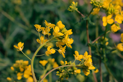 St. John's wort (Hypericum perforatum) isolated on white background