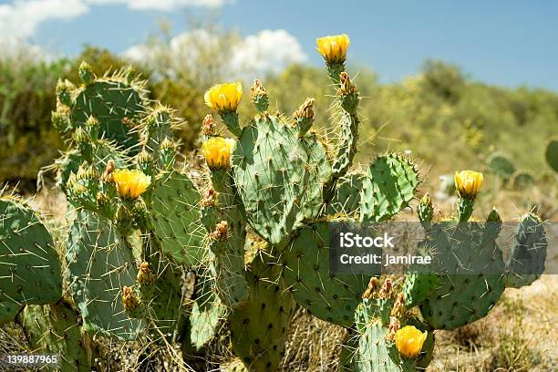 Chumbera En Flor Foto de stock y más banco de imágenes de Amarillo - Color - Amarillo - Color, Arizona, Cabeza de flor