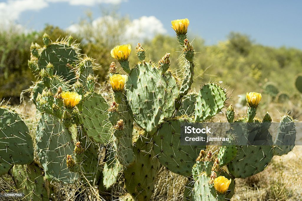 Fleur de figuier de Barbarie - Photo de Arizona libre de droits