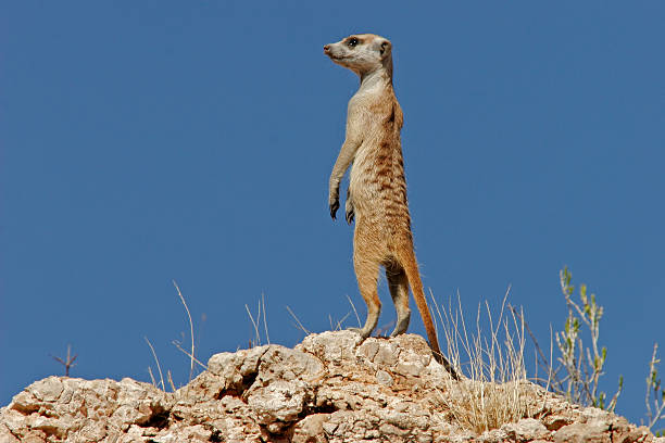An alert meerkat standing on a rock Alert meerkat (Suricata suricatta) on the lookout, Kalahari desert, South Africa kgalagadi transfrontier park stock pictures, royalty-free photos & images