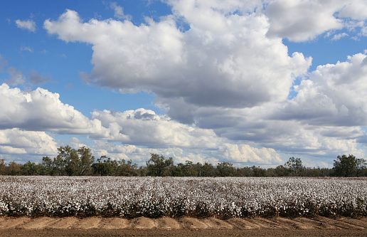Field of cotton ready for harvesting