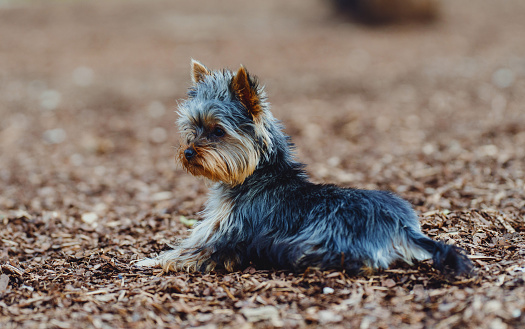 Yorkshire Terrier on the dog playground.