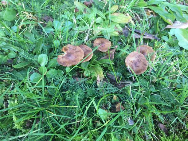 istock Fungi at Greenway park in Exeter 1398880078