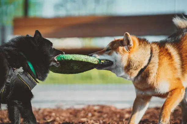 Shiba Inu playing with Schipperke in the dog playground.