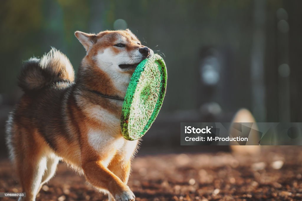 Shiba Inu plays on the dog playground in the park. Animal Stock Photo