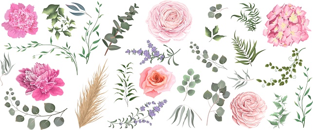 Vector grass and flower set. Eucalyptus, different plants and leaves, lavender, pink roses, hydrangea, peonies, ranunculus, dry wood.