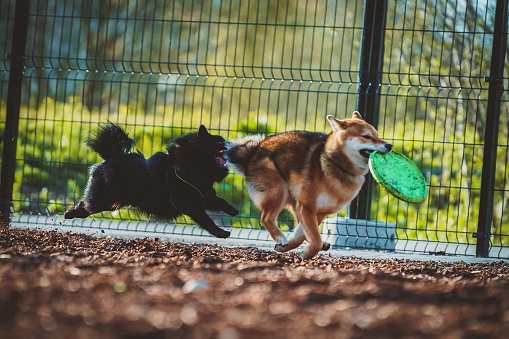 Shiba Inu playing with Schipperke in the dog playground.