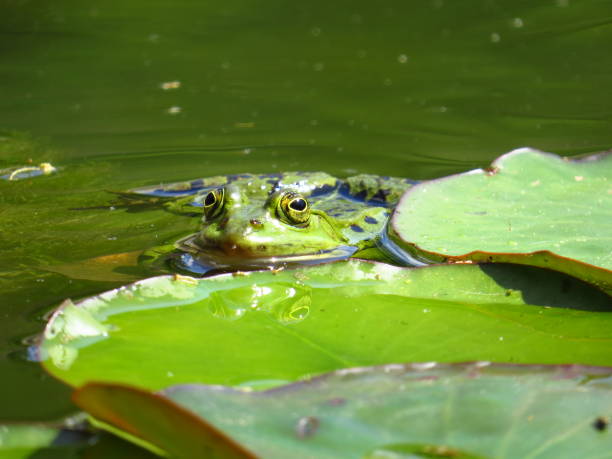 istock A Green Frog in a Pond 1398880868