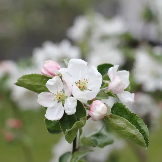 blooming flowers on a fruit tree close-up