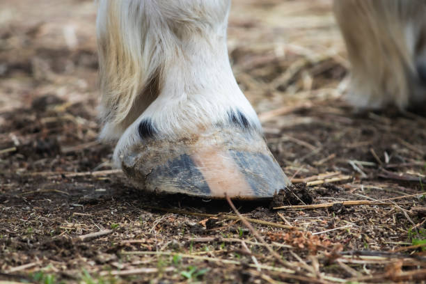 Striped pink and black horse hoof